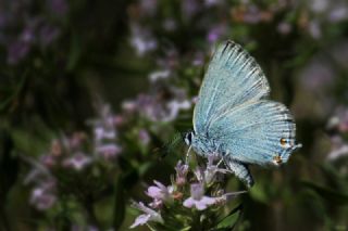 Mavi Sevbeni (Satyrium armenum)