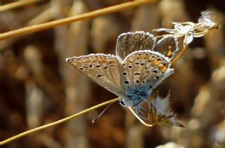 Anadolu Esmergz (Plebejus modicus)