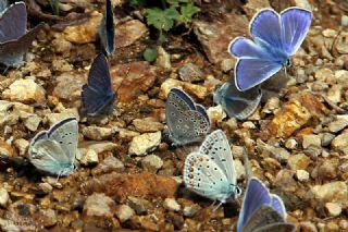 Anadolu Esmergz (Plebejus modicus)