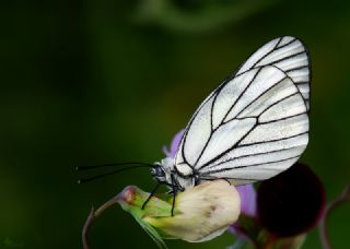 Alıç Beyazı (Aporia crataegi)