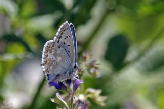 okgzl Yalanc illi Mavi (Polyommatus corydonius)