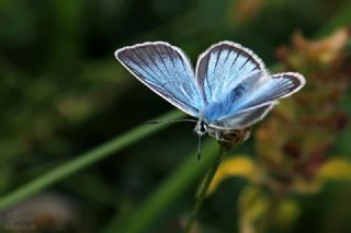 okgzl Damon Mavisi (Polyommatus damon)