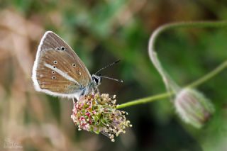 okgzl Damon Mavisi (Polyommatus damon)