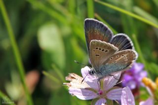okgzl Geranium Mavisi (Aricia eumedon)