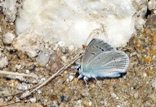 okgzl figenya (Polyommatus iphigenia)
