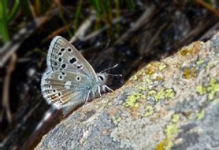 Pirene okgzls (Polyommatus pyrenaicus)