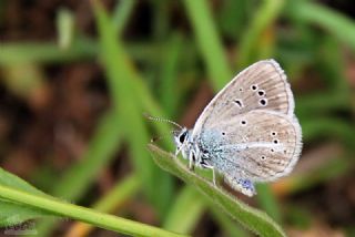 okgzl Trk Mavisi (Polyommatus turcicus)
