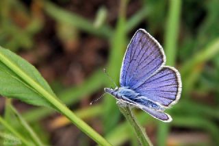 okgzl Trk Mavisi (Polyommatus turcicus)