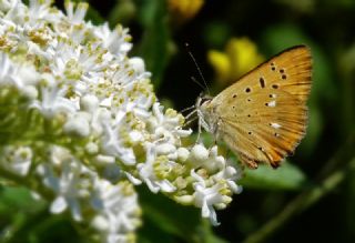 Orman Bakr Gzeli (Lycaena virgaureae)