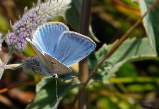 okgzl Poseydon Mavisi (Polyommatus poseidon)