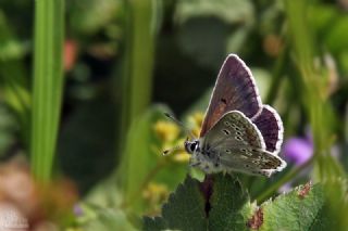 okgzl Orman Esmeri (Aricia artaxerxes)