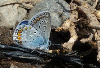 okgzl Mavi (Polyommatus icarus)