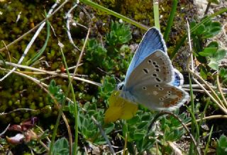 okgzl Turkuvaz Mavisi (Polyommatus dorylas)