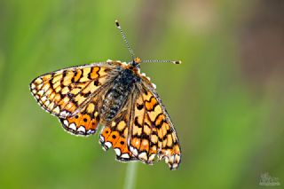 Nazuum (Euphydryas aurinia)