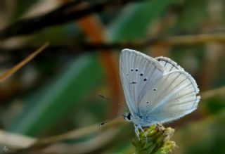 okgzl Anadolu Beyaz (Polyommatus menalcas)