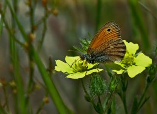 Kk Zpzp Perisi (Coenonympha pamphilus)