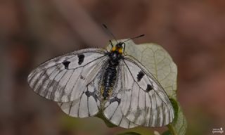 Dumanl Apollo (Parnassius mnemosyne)