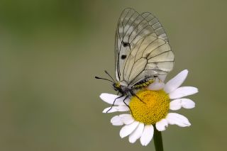 Dumanl Apollo (Parnassius mnemosyne)