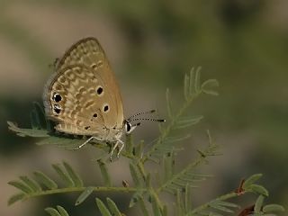 Akdeniz Mücevher Kelebeği (Chilades galba)