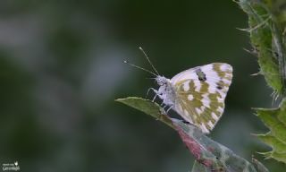 Yeni Beneklimelek (Pontia edusa)