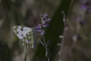 Yeni Beneklimelek (Pontia edusa)