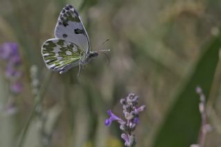 Yeni Beneklimelek (Pontia edusa)