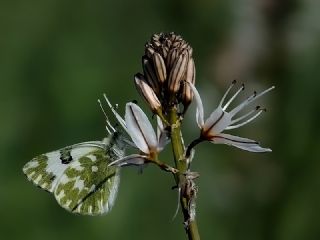 Yeni Beneklimelek (Pontia edusa)