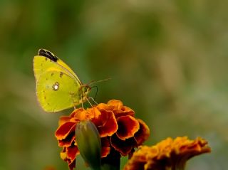 Sar Azamet (Colias croceus)