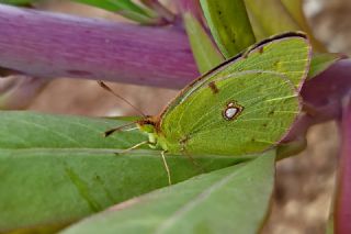 Sar Azamet (Colias croceus)