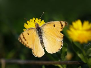 Mezopotamya Kolotisi (Colotis fausta)