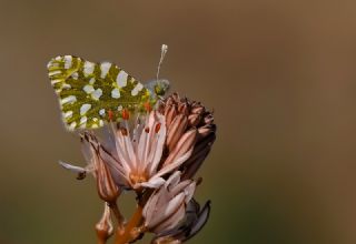 Da Oykls (Euchloe ausonia)