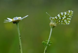 Da Oykls (Euchloe ausonia)