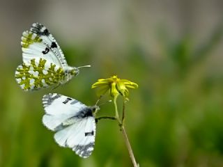 Da Oykls (Euchloe ausonia)