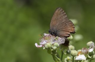 Byk Sevbeni (Satyrium ilicis)