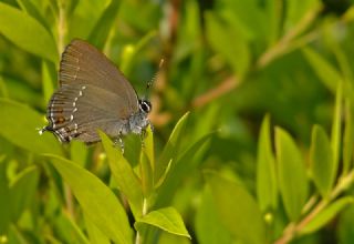 Byk Sevbeni (Satyrium ilicis)