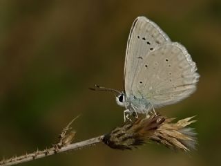 okgzl Dafnis (Polyommatus daphnis)