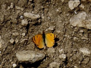 Mezopotamya Kolotisi (Colotis fausta)