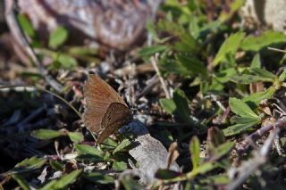 Karsandra&nbsp;(Zizeeria&nbsp;karsandra)