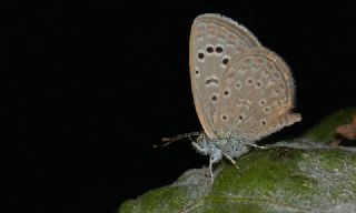 Karsandra&nbsp;(Zizeeria&nbsp;karsandra)