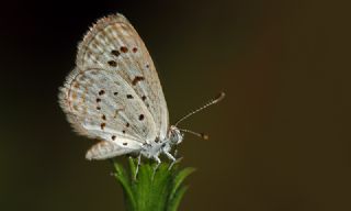 Karsandra (Zizeeria karsandra)