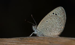 Karsandra&nbsp;(Zizeeria&nbsp;karsandra)