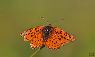 Gzel parhan (Melitaea trivia)