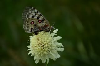 Apollo (Parnassius apollo)