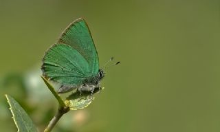 Zmrt (Callophrys rubi)