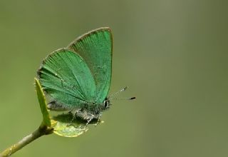 Zmrt (Callophrys rubi)