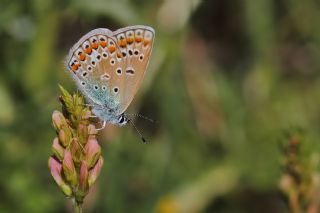 okgzl Meneke Mavisi (Polyommatus thersites)