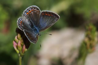 okgzl Meneke Mavisi (Polyommatus thersites)