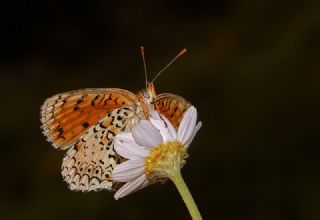 Trkistan parhan (Melitaea arduinna)