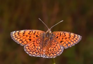 Trkistan parhan (Melitaea arduinna)