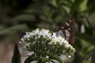 Akdeniz Hanmeli Kelebei (Limenitis reducta)